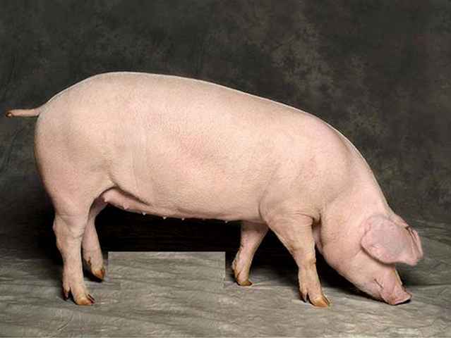 Породы свиней в Чебоксарах | ЗооТом портал о животных