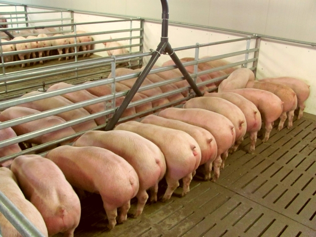 Содержание свиней и уход за ними в Чебоксарах | ЗооТом портал о животных