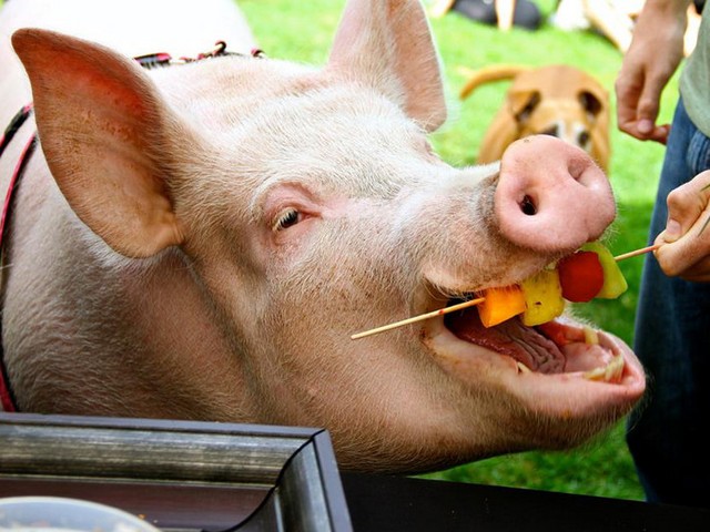 Статьи о свиньях в Чебоксарах | ЗооТом портал о животных