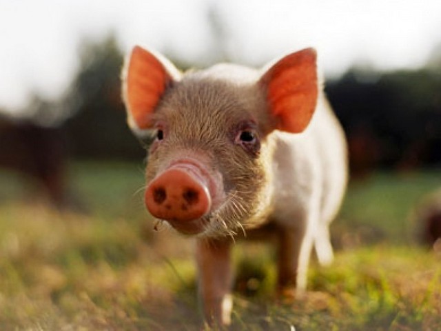 Все о свиньях в Чебоксарах | ЗооТом портал о животных