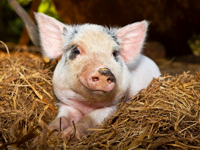 Все о свиньях в Чебоксарах | ЗооТом портал о животных