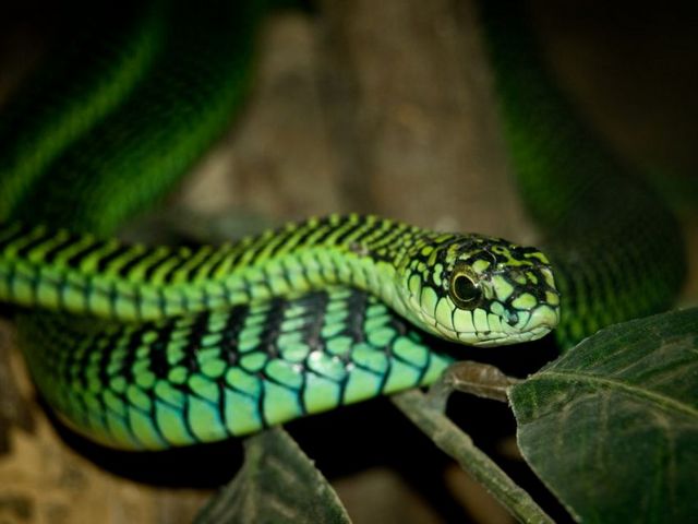 Породы змей в Чебоксарах | ЗооТом портал о животных