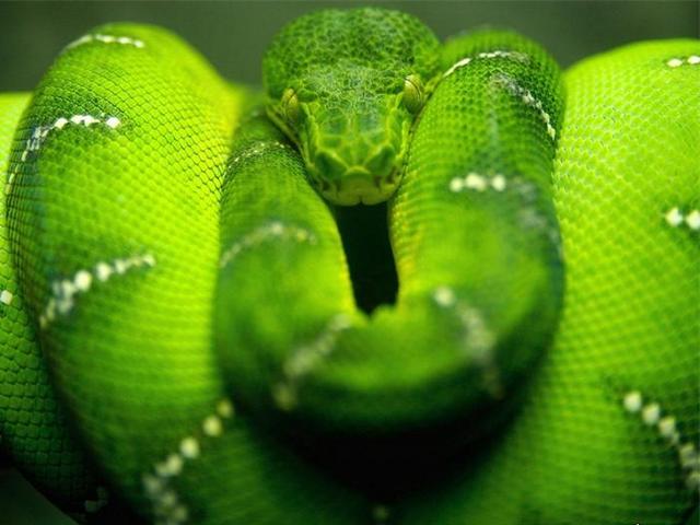 Породы змей в Чебоксарах | ЗооТом портал о животных