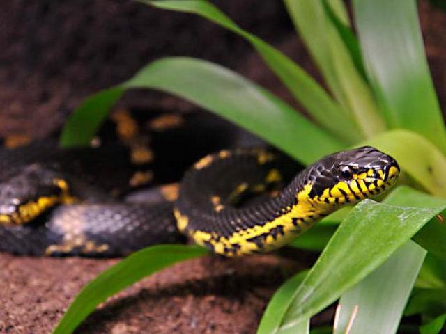Содержание змей и уход за ними в Чебоксарах | ЗооТом портал о животных