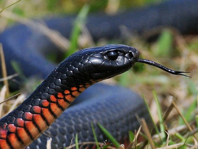 Все о змеях в Чебоксарах | ЗооТом портал о животных